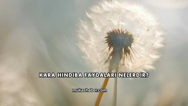 Kara Hindiba Faydaları Nelerdir?