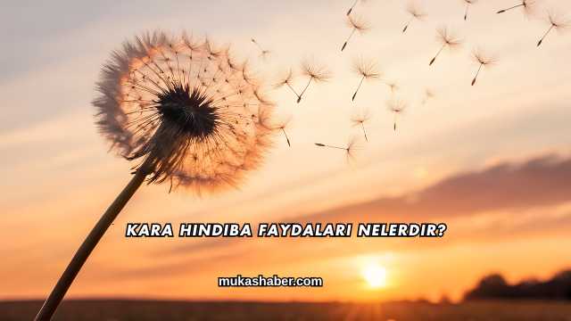 Kara Hindiba Faydaları Nelerdir?