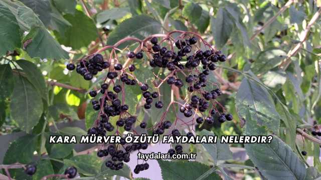 Kara Mürver Özütü Faydaları Nelerdir?