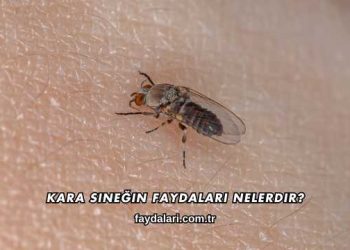 Kara Sineğin Faydaları Nelerdir?