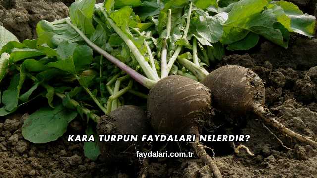 Kara Turpun Faydaları Nelerdir?