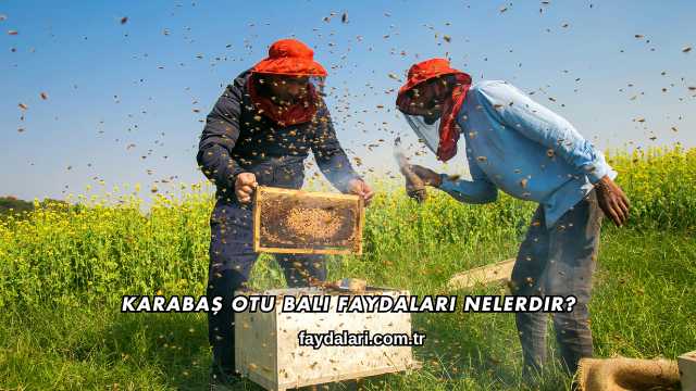 Karabaş Otu Balı Faydaları Nelerdir?