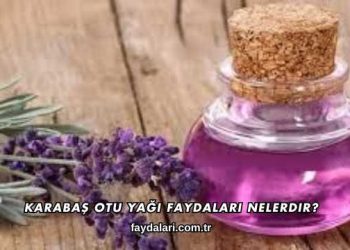 Karabaş Otu Yağı Faydaları Nelerdir?