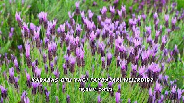 Karabaş Otu Yağı Faydaları Nelerdir?