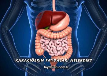 Karaciğerin Faydaları Nelerdir