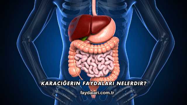 Karaciğerin Faydaları Nelerdir