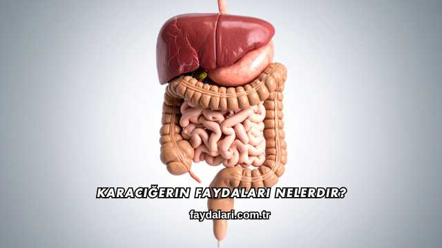 Karaciğerin Faydaları Nelerdir