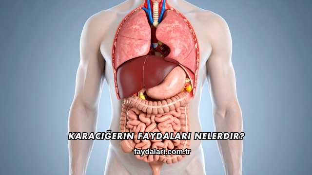 Karaciğerin Faydaları Nelerdir