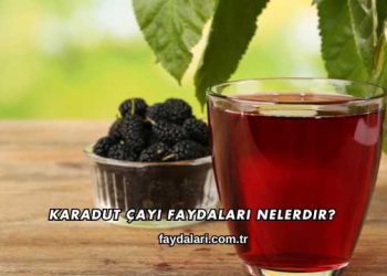 Karadut Çayı Faydaları Nelerdir?