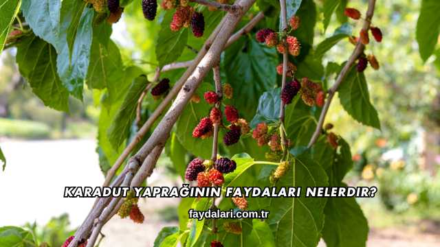 Karadut Yaprağının Faydaları Nelerdir?