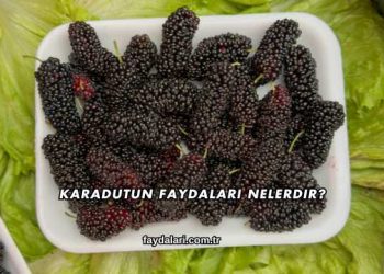 Karadutun Faydaları Nelerdir?