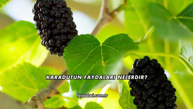 Karadutun Faydaları Nelerdir?