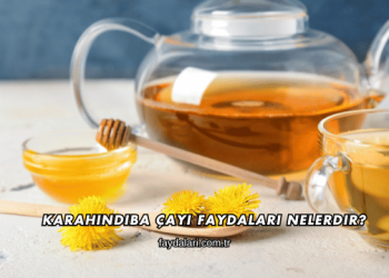 Karahindiba Çayı Faydaları Nelerdir?