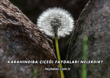 Karahindiba Çiçeği Faydaları Nelerdir?