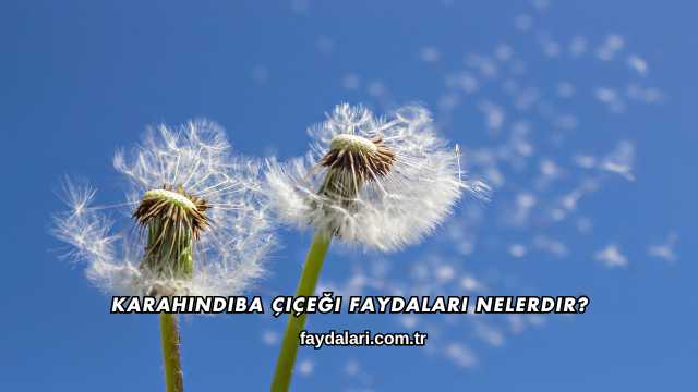 Karahindiba Çiçeği Faydaları Nelerdir?