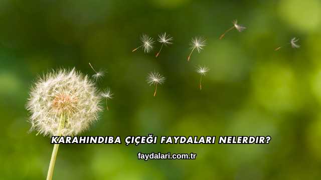 Karahindiba Çiçeği Faydaları Nelerdir?