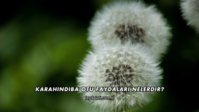Karahindiba Otu Faydaları Nelerdir?
