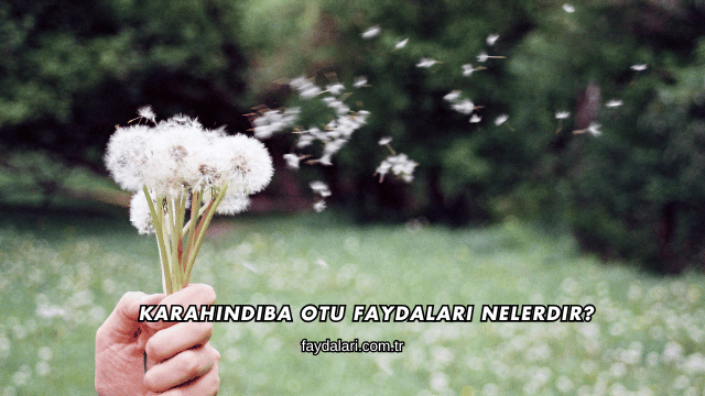 Karahindiba Otu Faydaları Nelerdir?