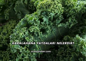 Karalahana Faydaları Nelerdir?