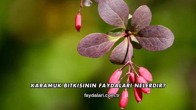 Karamuk Bitkisinin Faydaları Nelerdir?