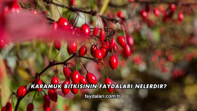 Karamuk Bitkisinin Faydaları Nelerdir?