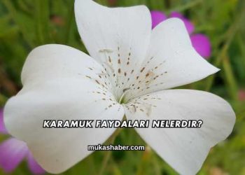 Karamuk Faydaları Nelerdir?