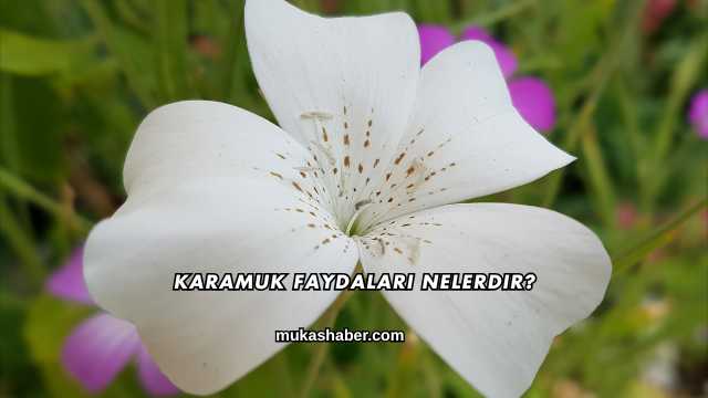 Karamuk Faydaları Nelerdir?