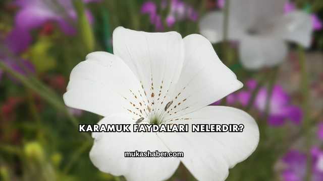 Karamuk Faydaları Nelerdir?