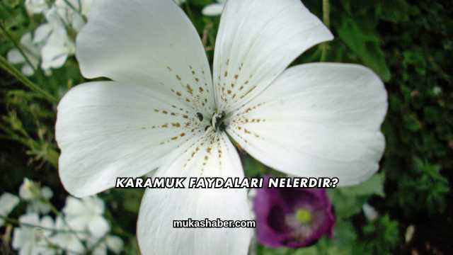 Karamuk Faydaları Nelerdir?