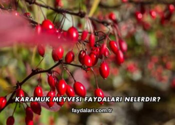 Karamuk Meyvesi Faydaları Nelerdir?