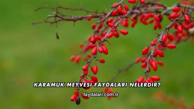 Karamuk Meyvesi Faydaları Nelerdir?