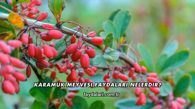Karamuk Meyvesi Faydaları Nelerdir?