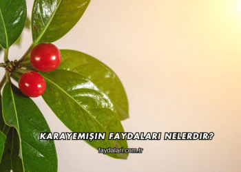 Karayemişin Faydaları Nelerdir?