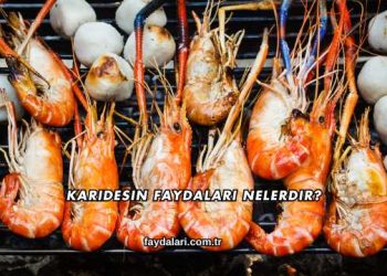 Karidesin Faydaları Nelerdir?