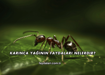 Karınca Yağının Faydaları Nelerdir?
