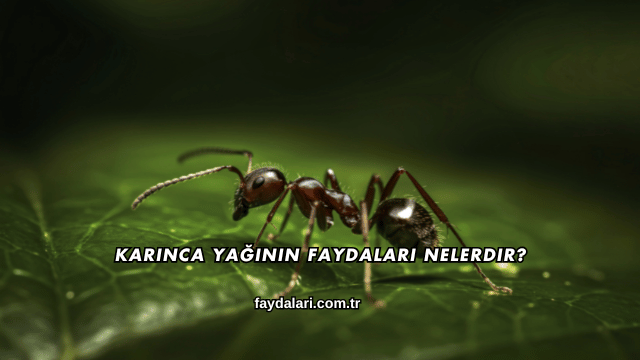 Karınca Yağının Faydaları Nelerdir?