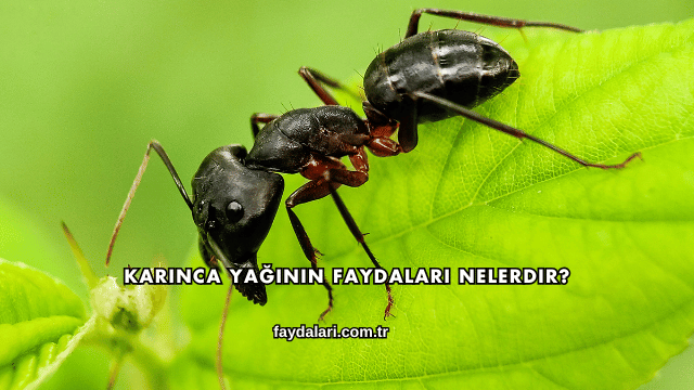 Karınca Yağının Faydaları Nelerdir?