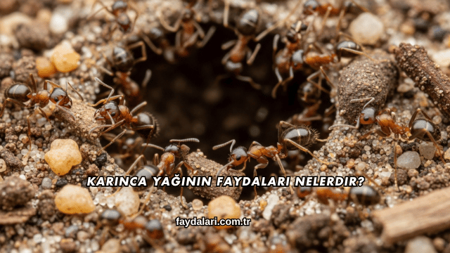 Karınca Yağının Faydaları Nelerdir?
