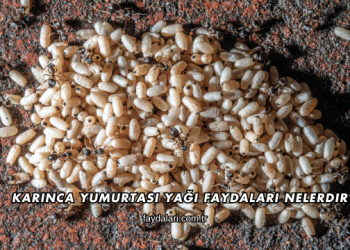 Karınca Yumurtası Yağı Faydaları Nelerdir?
