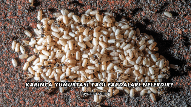 Karınca Yumurtası Yağı Faydaları Nelerdir?