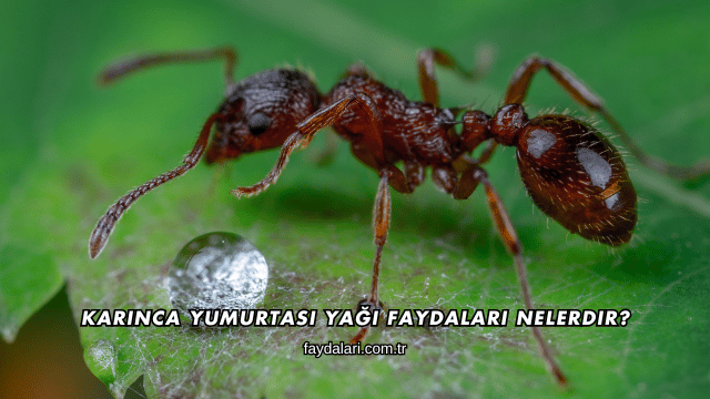 Karınca Yumurtası Yağı Faydaları Nelerdir?
