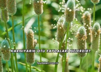 Karnıyarık Otu Faydaları Nelerdir?