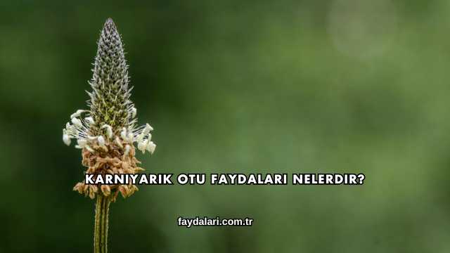 Karnıyarık Otu Faydaları Nelerdir?