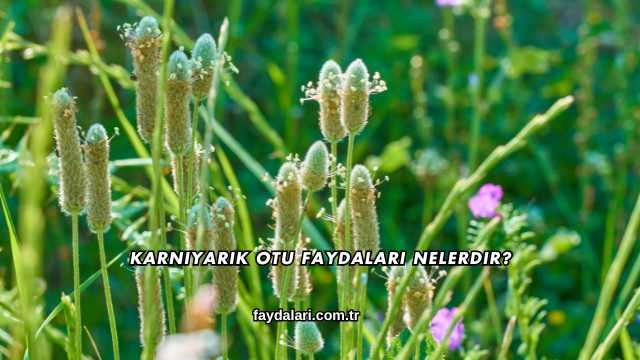 Karnıyarık Otu Faydaları Nelerdir?