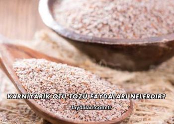 Karnıyarık Otu Tozu Faydaları Nelerdir?