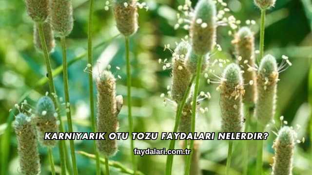 Karnıyarık Otu Tozu Faydaları Nelerdir?
