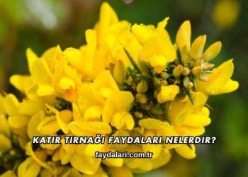 Katır Tırnağı Faydaları Nelerdir?