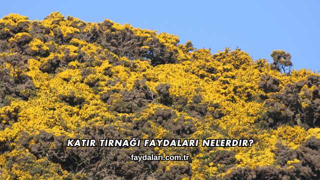 Katır Tırnağı Faydaları Nelerdir?