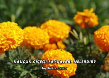 Kauçuk Çiçeği Faydaları Nelerdir?