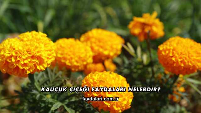 Kauçuk Çiçeği Faydaları Nelerdir?
